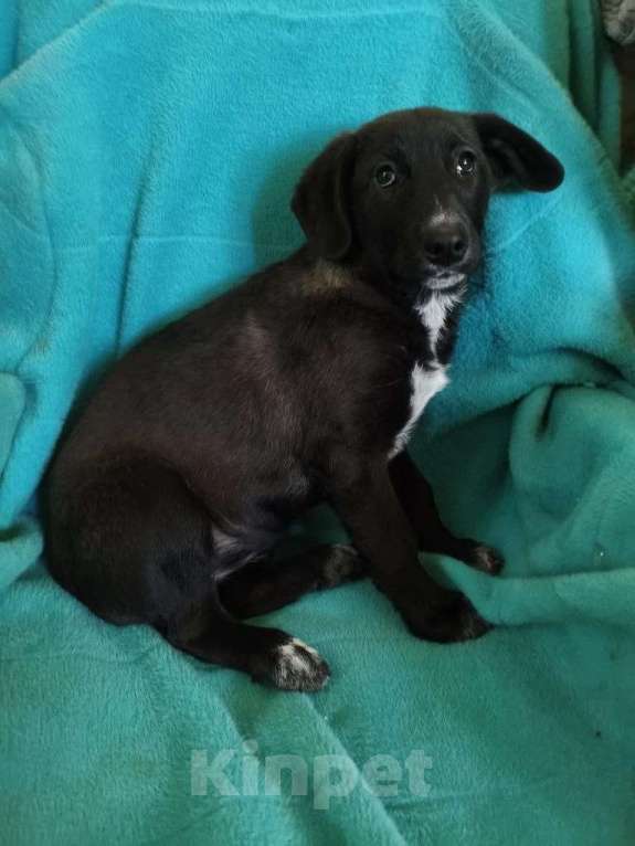 Собаки в Санкт-Петербурге: Маленькая красавица Мила ищет дом Девочка, Бесплатно - фото 5