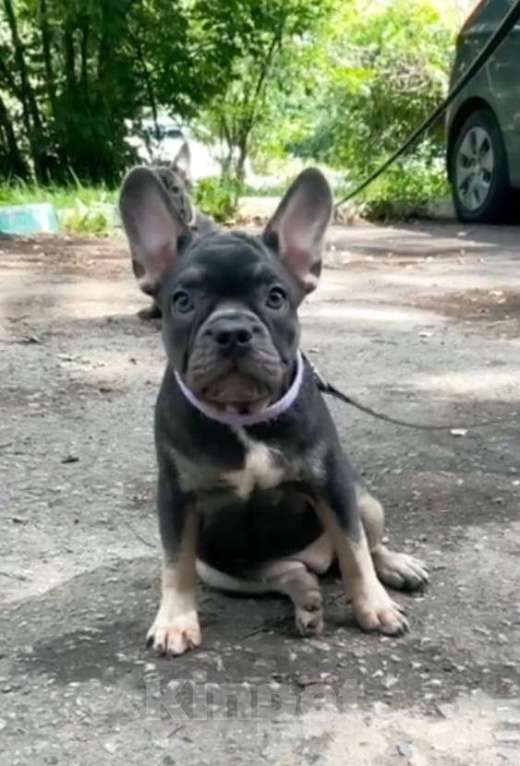 Собаки в Химках: Девочки французики Девочка, Бесплатно - фото 2