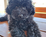 Собаки в Новороссийске: Черная той пудель Девочка, Бесплатно - фото 1