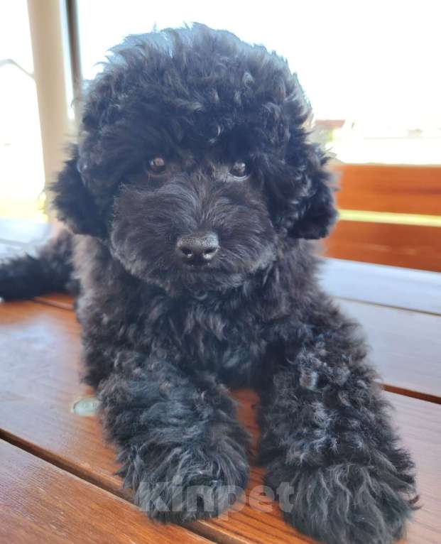 Собаки в Новороссийске: Черная той пудель Девочка, Бесплатно - фото 1