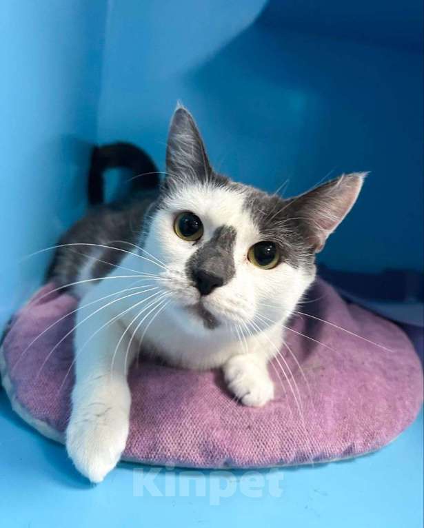 Кошки в Москве: Кошечка Масяня мечтает стать домашней Девочка, Бесплатно - фото 3