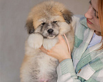 Собаки в Иркутске: Акита-ину Флаффик Мальчик, 25 000 руб. - фото 1
