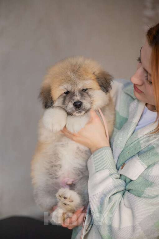 Собаки в Иркутске: Акита-ину Флаффик Мальчик, 25 000 руб. - фото 1