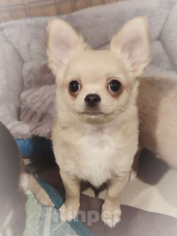 Собаки в других городах Калужской области: Кремовый мальчик чихуахуа Мальчик, 40 000 руб. - фото 6