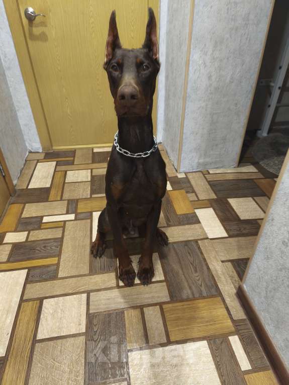 Собаки в Екатеринбурге: Доберман породистый Мальчик, 25 000 руб. - фото 2