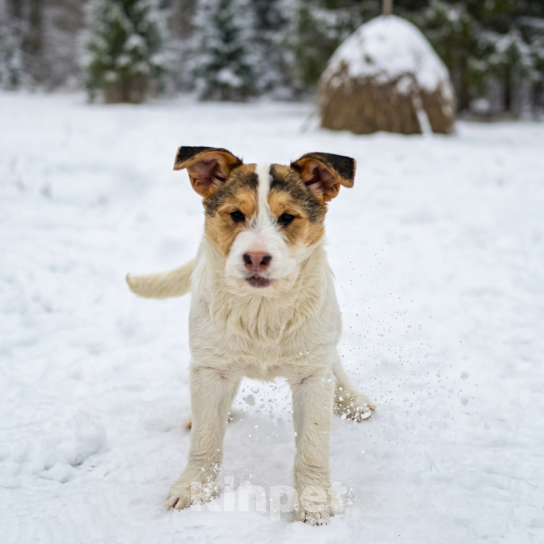 Собаки в Москве: щенок Ева ищет семью Девочка, Бесплатно - фото 2