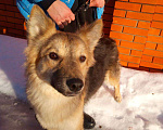 Собаки в Зеленограде: Барни ищет любящую семью  Мальчик, Бесплатно - фото 4