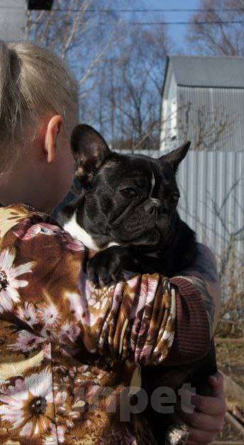 Собаки в Москве: Французский бульдог Девочка, 35 000 руб. - фото 2
