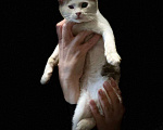 Кошки в Москве: Котята из леса в добрые руки Девочка, 1 руб. - фото 9