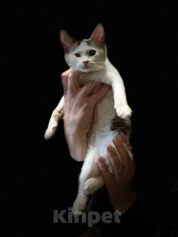 Кошки в Москве: Котята из леса в добрые руки Девочка, 1 руб. - фото 9