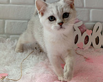 Кошки в Брянске: Снежная королева серебристая кошечка Девочка, 15 000 руб. - фото 2