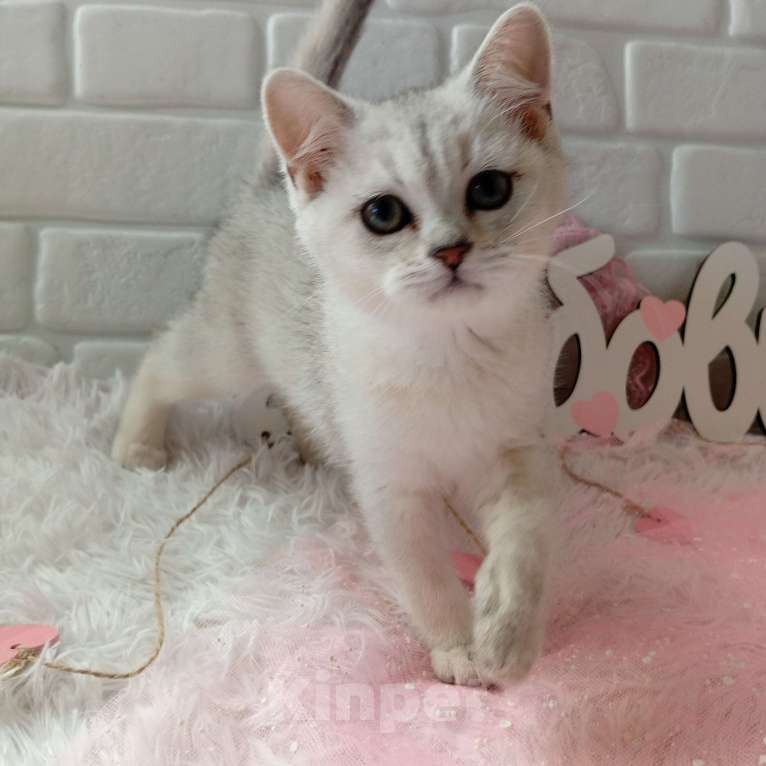 Кошки в Брянске: Снежная королева серебристая кошечка Девочка, 15 000 руб. - фото 2