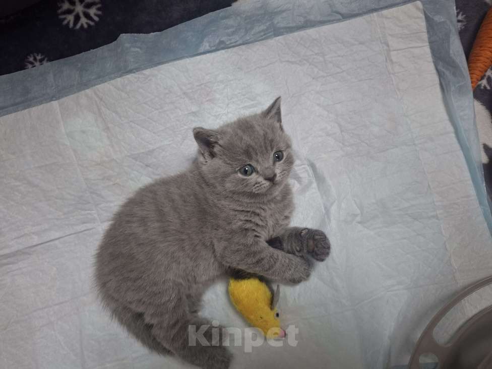 Кошки в Санкт-Петербурге: Продается Шотландский прямоухий мальчик Мальчик, 30 000 руб. - фото 2