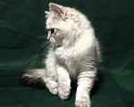 Кошки в Санкт-Петербурге: Невский маскарадный котёнок, кошка Девочка, 45 000 руб. - фото 2