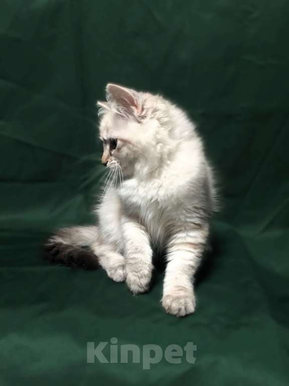 Кошки в Санкт-Петербурге: Невский маскарадный котёнок, кошка Девочка, 45 000 руб. - фото 2