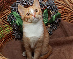 Кошки в Калуге: Томасина, рыжая девочка. Котенок 3 мес в добрые руки. Девочка, Бесплатно - фото 6
