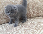 Кошки в Бородино: Плюшевая нежность - шотландские котята, 8 000 руб. - фото 2