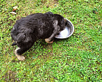 Собаки в Киржаче: Отдам щенка в добрые руки Мальчик, 1 руб. - фото 2