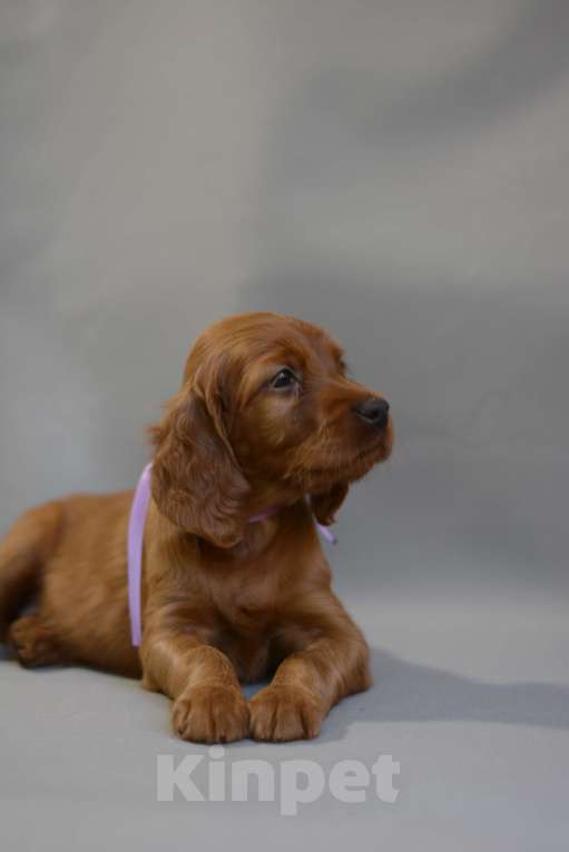 Собаки в Симферополе:  Ирландский красный сеттер Мальчик, Бесплатно - фото 5