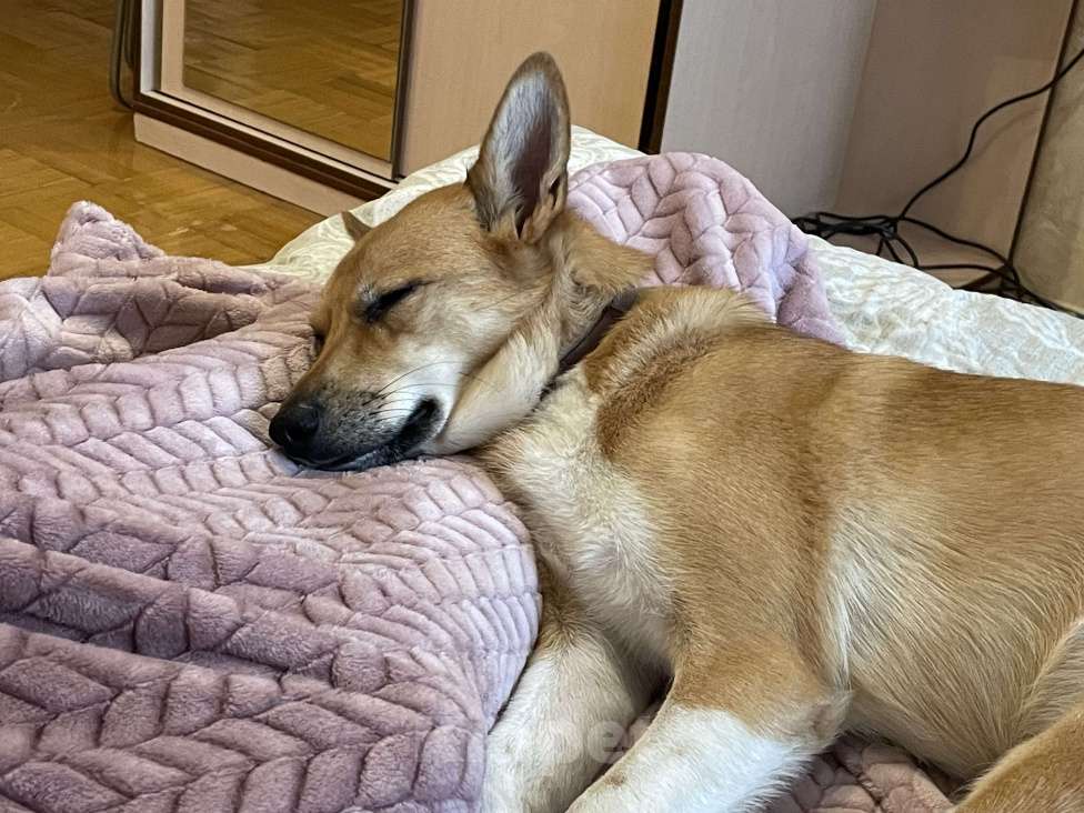 Собаки в Балашихе: Поночка Девочка, Бесплатно - фото 6