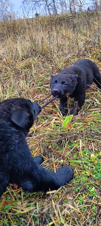 Собаки в Кольчугино: Щенки немецкой овчарки. Девочка, 15 000 руб. - фото 8