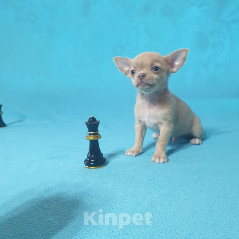 Собаки в Москве: Чихуахуа щенки  Мальчик, Бесплатно - фото 1