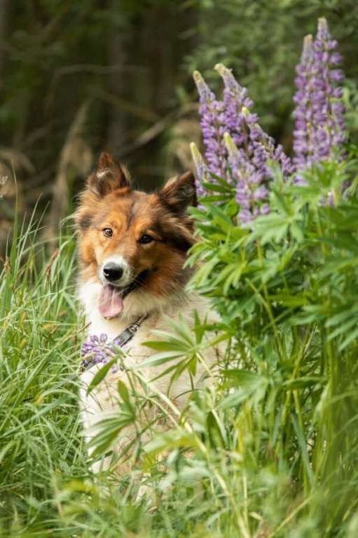 Собаки в Москве: Леся, Лисичка, девочка, 2 года, путешественница и умница! Девочка, Бесплатно - фото 3
