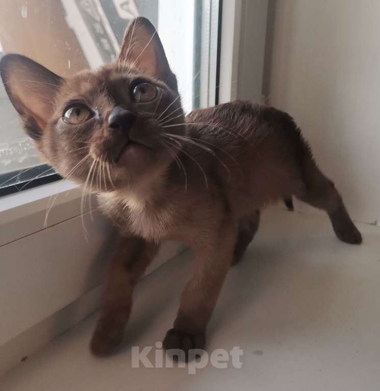 Кошки в Красноярске: Бурманская кошечка Девочка, 35 000 руб. - фото 6