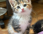 Кошки в Санкт-Петербурге: Котенок 2 месяца Лив Девочка, Бесплатно - фото 1