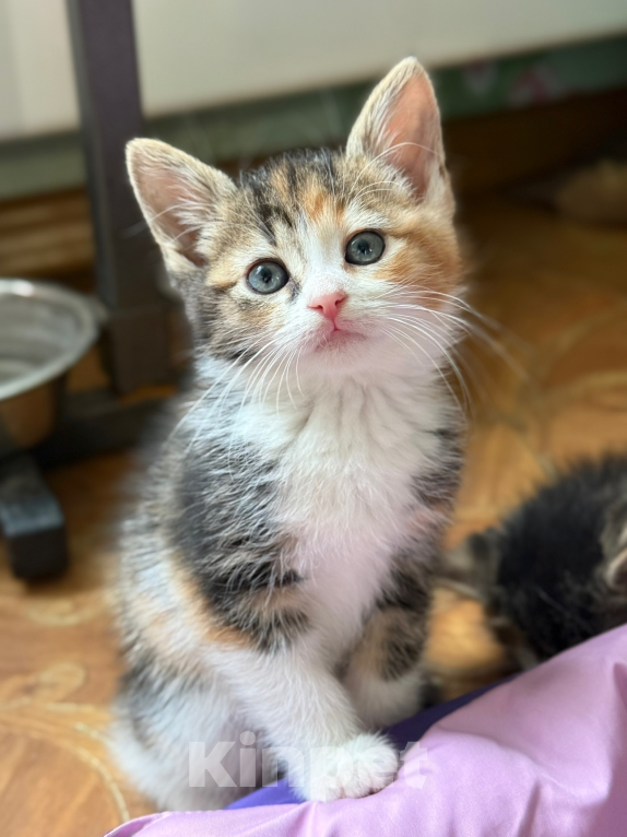Кошки в Санкт-Петербурге: Котенок 2 месяца Лив Девочка, Бесплатно - фото 1