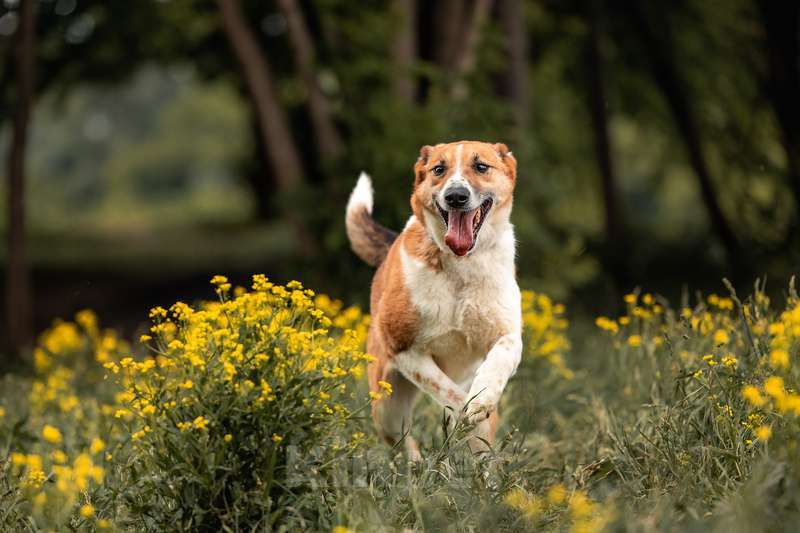 Собаки в Москве: Веснушчатый пёс Лео ищет дом Мальчик, 1 руб. - фото 3