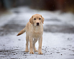 Собаки в Москве: Палевый щенок лабрадора  Девочка, 60 000 руб. - фото 1