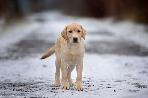 Палевый щенок лабрадора 