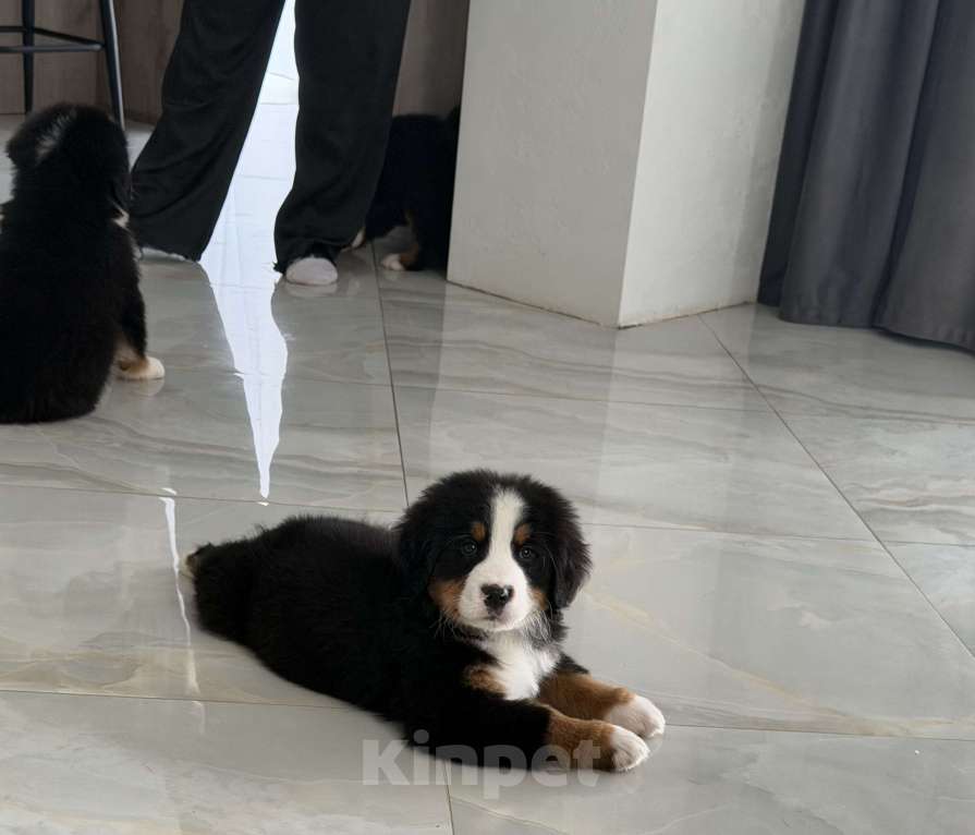 Собаки в других городах Саратовской области: Продажа щенков Бернского Зенненхунда Мальчик, Бесплатно - фото 2