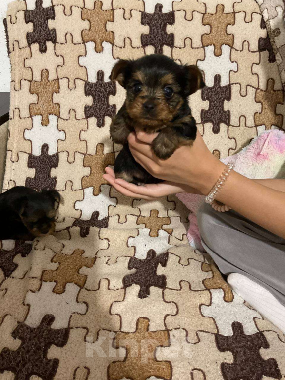 Собаки в других городах Московской области: Йоркширский терьер мини беби фейс щенки Мальчик, 30 000 руб. - фото 2