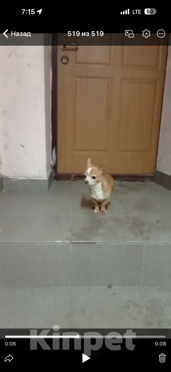 Собаки в Звенигороде: потерялась собака ( звенигород ) Мальчик, Бесплатно - фото 1