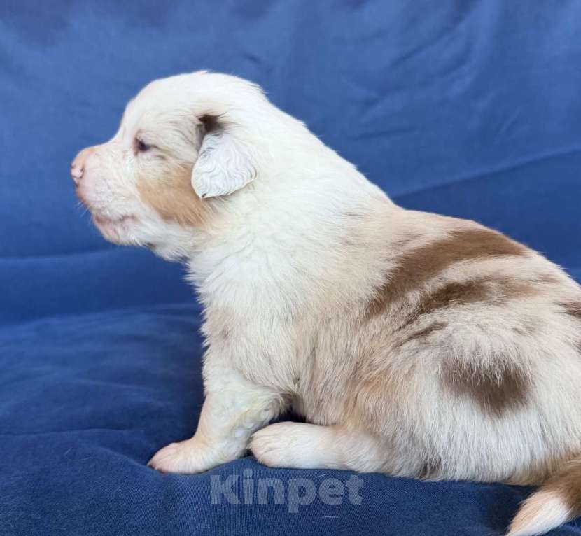 Собаки в других городах Новосибирской области: Щенки австралийской овчарки Девочка, Бесплатно - фото 3