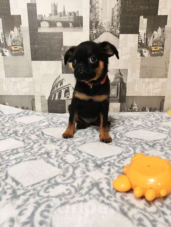 Собаки в Казани: Черно-подпалые девочки Девочка, 47 000 руб. - фото 2