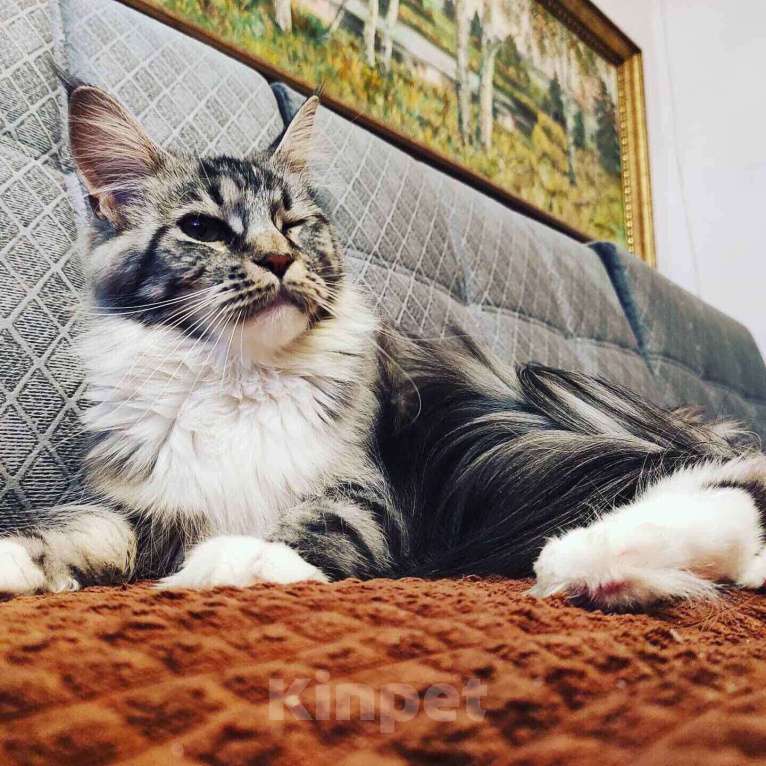 Кошки в Гагарине: Котята, 1 руб. - фото 1
