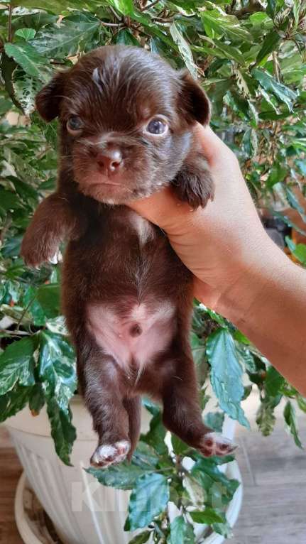 Собаки в Азове: Щенок Чихуахуа Мальчик, 25 000 руб. - фото 1