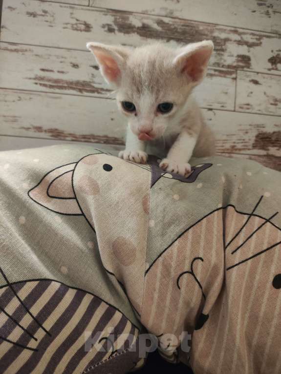 Кошки в Санкт-Петербурге: Донской сфинкс котёнок  Мальчик, 8 000 руб. - фото 5