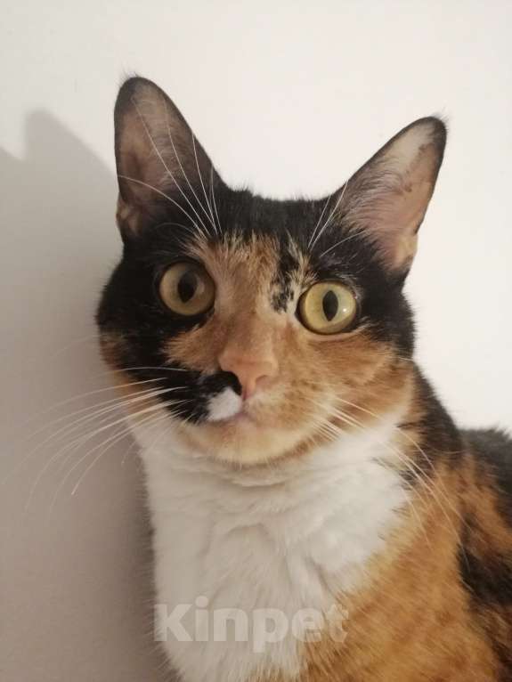 Кошки в Москве: Кошечка. Умная и ласковая  Девочка, Бесплатно - фото 3