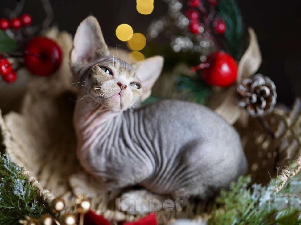 Кошки в Санкт-Петербурге: Девон-рекс девочка Девочка, Бесплатно - фото 2