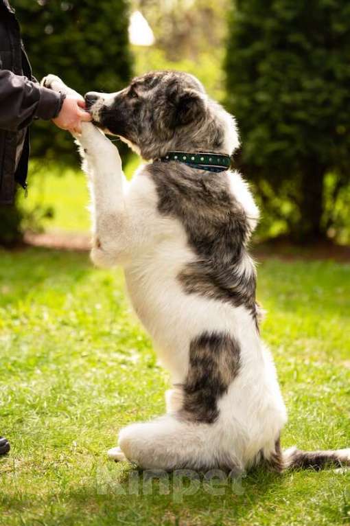 Собаки в Москве: Кавказский волкодав в добрые руки. Мальчик, Бесплатно - фото 10