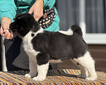 Собаки в Дубне: Щенки американской акиты Девочка, 80 000 руб. - фото 3