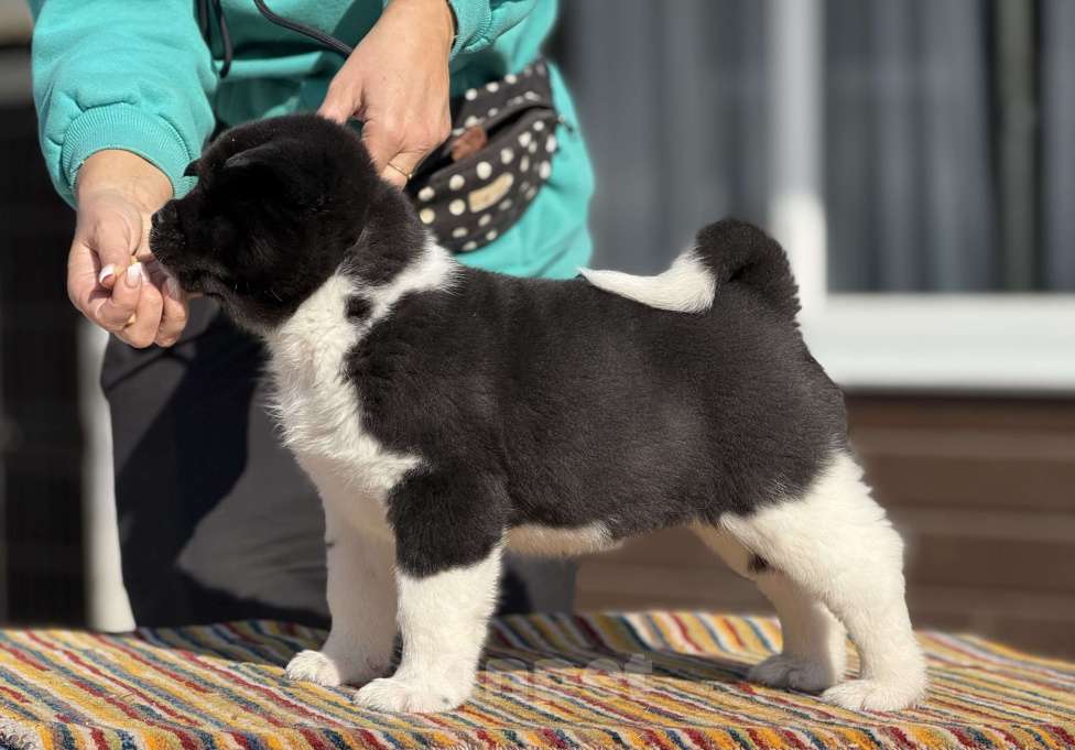 Собаки в Дубне: Щенки американской акиты Девочка, 80 000 руб. - фото 3