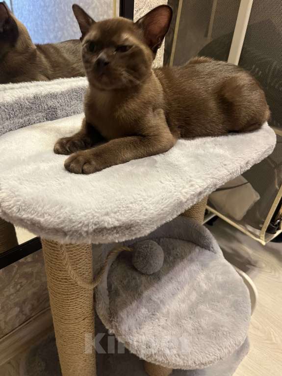 Кошки в Москве: Бурманский котенок Мальчик, 30 000 руб. - фото 3