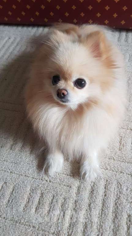 Собаки в Москве: Вязка шпица девочки  Девочка, Бесплатно - фото 1