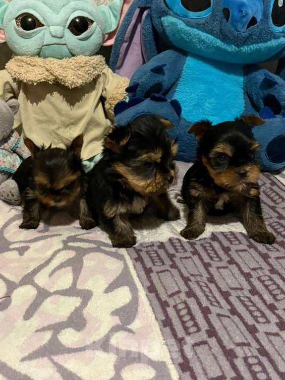 Собаки в Челябинске: Йоркширский терьер Мальчик, 23 000 руб. - фото 2