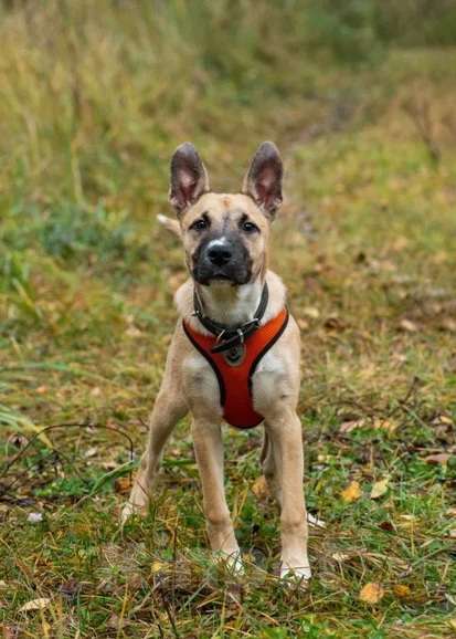 Собаки в Москве: Щенок 5 месяцев Бэмби в добрые руки  Девочка, Бесплатно - фото 1